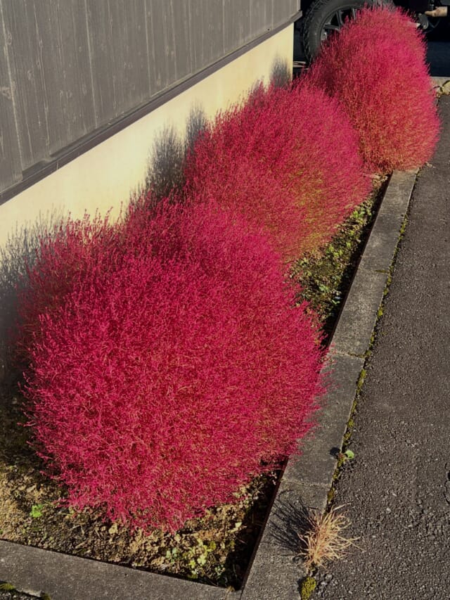 * 今年もKOKIAが良い色に色づきました🩷 夏の緑も大好きですが 赤く色付いたのも良いですね〜🥰